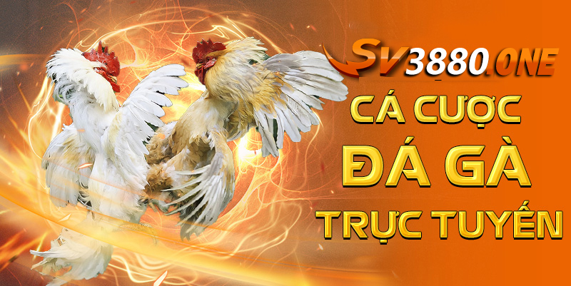 Đá gà trực tiếp thomo tại SV3880